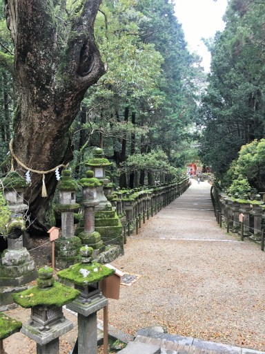 Kasuga taisha