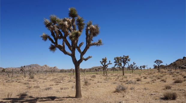 Joshua tree