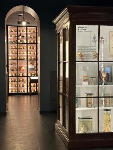 Rīgas Stradiņa universitātes Anatomijas muzejs