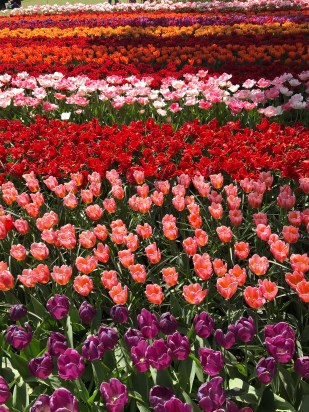Keukenhof dārzs
