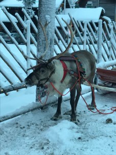 Ziemeļbriežu izbrauciens kamanās