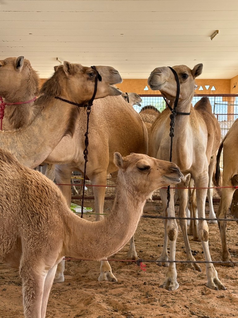 Kamieļu tirgus Abu Dabi