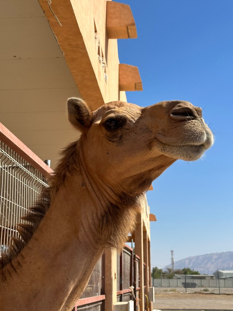 Al Ain Camel Market