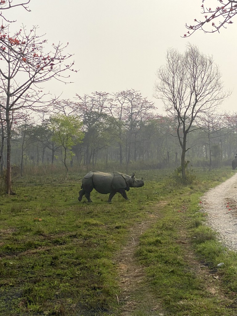 Savvaļas degunradzis Nepālā